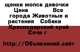 щенки мопса девочки › Цена ­ 25 000 - Все города Животные и растения » Собаки   . Краснодарский край,Сочи г.